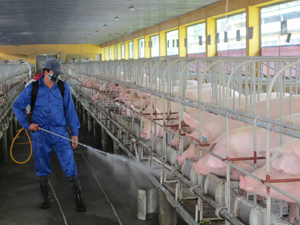 Cán bộ Trung tâm Giống vật nuôi - thủy sản phun thuốc tiêu độc khử trùng chuồng trại nuôi lợn giống.
