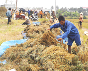 Nông dân xã Trung Minh (TP Hòa Bình) thu hoạch nhanh, gọn, giải phóng đất cấy lúa vụ mùa.