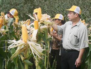 Nông dân xã Toàn Sơn (Đà Bắc) đưa giống ngô mới năng suất,  chất lượng cao vào gieo trồng đem lại hiệu quả kinh tế cao.