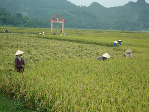 Nông dân xã Vĩnh Đồng (Kim Bôi) khẩn trương thu hoạch lúa chiêm xuân, năng xuất ước đạt 60 tạ/ha.