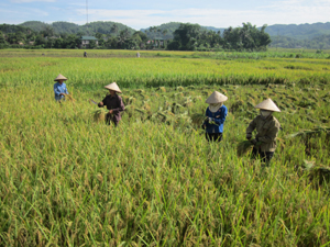 Nông dân xóm Cháu, xã Tu Lý (Đà Bắc) thu hoạch trà lúa xuân muộn.