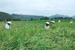 Đến kỳ thu hoạch mà lúa BC15 của nhà ông Thông vẫn xanh mướt và không nặng bông, ông đành gặt về làm thức ăn cho gia súc và lấy ruộng cấy cho vụ sau.