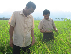 Cán bộ chuyên trách xã Hạ Bì (huyện Kim Bôi) kiểm tra, so sánh chất lượng các giống lúa khác nhau được gieo trồng trên địa bàn xã trong vụ chiêm xuân 2013.