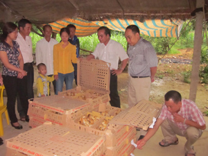 Con giống và thức ăn chăn nuôi hỗ trợ được bàn giao cho hộ chăn nuôi xã Hưng Thi (Lạc Thủy).