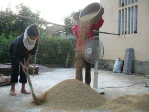 Theo chương trình sản xuất giống lúa nông hộ, nông dân xóm Mớ Đá, Hạ Bì (Kim Bôi) đã chọn lọc, khảo nghiệm thành công giống lúa MĐ1.