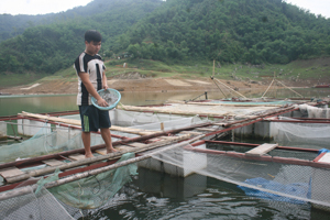 Gia đình anh Xa Văn Huy (xóm Doi, Hiền Lương) phát triển mô hình nuôi cá lồng mang lại thu nhập từ 80 – 100 triệu đồng/năm.