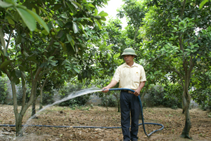 CCB Bùi Trọng Quyết, xóm Rỵ, xã Phú Thành (Lạc Thủy) chăm sóc vườn cam của gia đình. 

 

