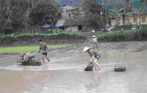 Nông dân xóm Bún, xã Yên Mông đưa cơ giới hóa vào sản xuất vụ mùa.

