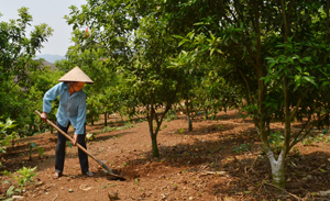 Lao động nông thôn nhận khoán của Công ty Rau quả, nông sản Cao Phong (tiền thân là Nông trường Cao Phong) để đầu tư trồng cam. Theo hình thức này, cả công ty và người dân đều được hưởng lợi trên cơ sở khai thác hiệu quả lợi thế về đất đai và sản phẩm cam Cao Phong.

