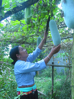 Nông dân xã Phú Lương (Lạc Sơn) xóa vườn tạp, trồng bí xanh mang lại thu nhập ổn định.
