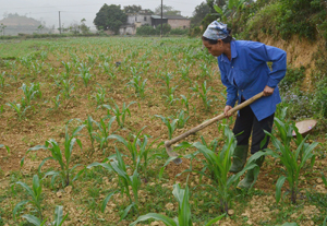 Nông dân xã Mãn Đức tận dụng diện tích đất bưa bãi và đất vườn nhà để trồng ngô nâng cao hiệu quả sản xuất vụ mùa, hè - thu.