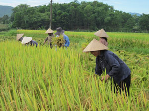 Nông dân xóm Ve, xã Đông Bắc (Kim Bôi) thu hoạch lúa chiêm.