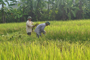 Vụ chiêm xuân 2014, huyện Cao Phong gieo trồng 483 ha lúa, năng suất ước đạt 55 tạ/ha. Ảnh: Nông dân xã Đông Phong thu hoạch lúa xuân giải phóng đất làm vụ mùa.