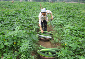 Xã Đông Bắc (Kim Bôi) chuyển đổi đất ruộng 1 vụ sang trồng bí xanh cho năng xuất cao.