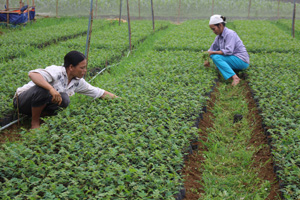 Vườn uơm nhà ông Bùi Văn Dùng, xóm Chuông, xã Xuất Hóa thường xuyên tạo việc làm ổn định cho trên 10 lao động.