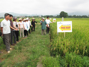 Các đại biểu tham quan khu ruộng khảo nghiệm giống lúa PAC 837.