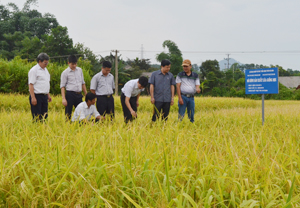 Cán bộ ngành NN &PTNT khảo sát, đánh giá hiệu quả sản xuất giống lúa MĐ1 tại Trại sản xuất giống cây trồng Lạc Sơn (Trung tâm Giống cây trồng tỉnh).