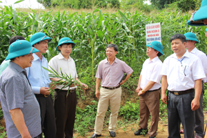 Đồng chí Bùi Văn Cửu, Phó Chủ tịch TT UBND tỉnh cùng các đại biểu kiểm tra mô hình liên kết trồng gừng tại xã Đồng Chum.
