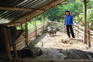 Người dân xã Cao Sơn (Đà Bắc) duy trì nghề chăn nuôi lợn bản địa, tăng thu nhập cho hộ gia đình.