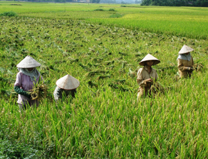 Nông dân xã Đông Bắc (Kim Bôi) thu hoạch lúa chiêm - xuân chính vụ, năng suất bình quân đạt từ 56-58 tạ/ha.

