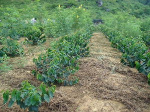 Bà con xóm Bái, xã Ngọc Sơn dần chuyển dịch những cây trồng năng xuất thấp sang trồng cây cà phê.

