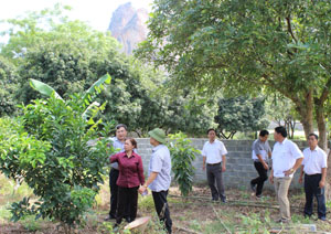 Hội đồng thẩm định NTM tỉnh và huyện đi kiểm tra mô hình trồng cây có múi tại xã Kim Bình, Kim Bôi.