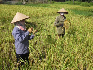 Nông dân xóm Tiên Hội, xã Tân Thành (Lương Sơn) thu hoạch lúa chiêm xuân, năng suất ước đạt 60 tạ/ha.  

