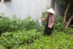Hướng ứng phong  trào thi đua lao động sản xuất, hội viên phụ nữ  phường Chăm Mát (TP Hòa Bình)  phát triển mô hình trồng rau sạch cung cấp cho thị trường.