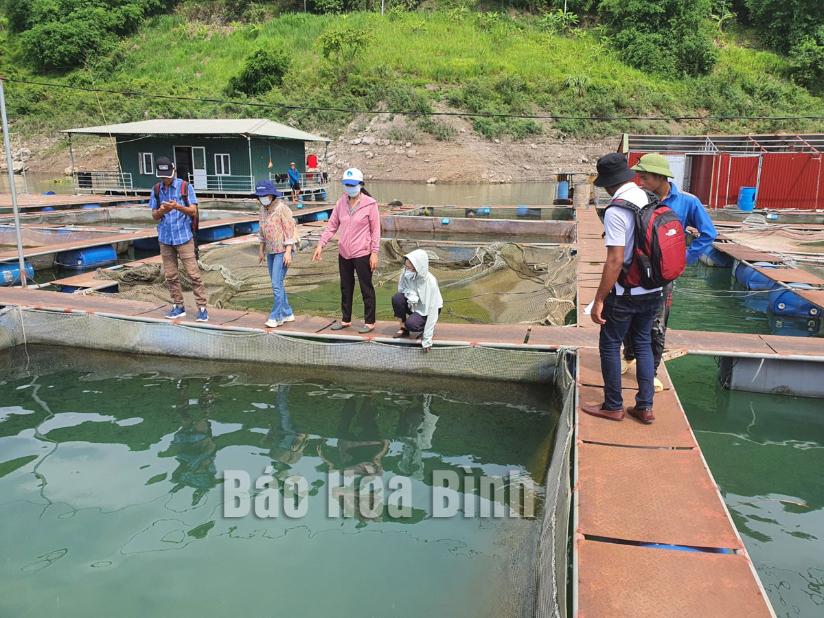 Cuban delegation visits cage fish farming model on Hoa Binh Lake