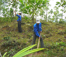 Tuoi trẻ huyện Tân Lạc tích tham gia trồng, chăm sóc, bảo vệ rừng.