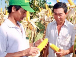 Ứng dụng công nghệ sinh học vào sản xuất ngô lai đơn NK66 tại huyện Trảng Bom, Đồng Nai.
