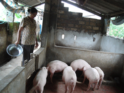 Mặc dù lo sợ dịch bệnh nhưng chị Phạm Thị Hồng ở xóm Tân Phong, xã Mãn Đức, huyện Tân Lạc vẫn tái đàn khôi phục chăn nuôi
 
