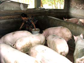 Nhân dân xã Thanh Hối phát triển chăn nuôi, tăng thêm thu nhập