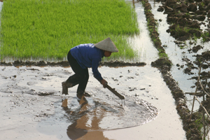 Có nước, người dân xã Sủ Ngòi, TP Hoà Bình khẩn trương làm đất để cấy lúa vụ hè thu
