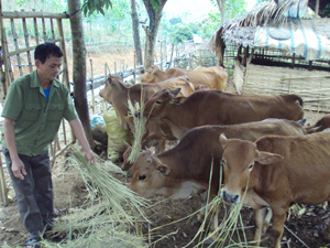 CCB Hà Văn Thườm - một trong những gương điển hình trong phát triển kinh tế trang trại tổng hợp ở xã Mai Hịch (Mai Châu).