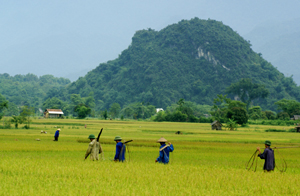 Bản làng Mường Bi ngợp trong màu vàng của lúa chín.