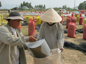 Mới vào đầu vụ thu hoạch nhưng lúa của nông dân tỉnh An Giang phải chất đầy sân để chờ thương lái đến mua. Ảnh: Quốc Dũng
