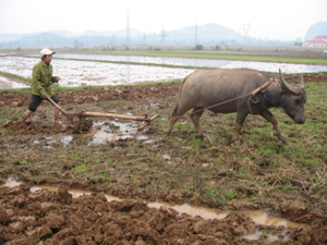 Nông dân xã Thượng Cốc (Lạc Sơn) chuẩn bị đất cho trà lúa mùa chính vụ.