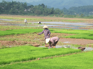 Nông dân xóm Giếng, xã Hợp Thành (Kỳ Sơn) triển khai cấy lúa trà sớm.