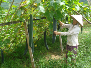 Thực hiện chuyển đổi cơ cấu cây trồng để nâng cao giá trị sử dụng đất, nông dân xã Phú Thành (Lạc Thuỷ) trồng bí xanh đạt năng suất trên 40 tấn/ha.