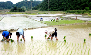 Nông dân xóm Nại, xã Tân Mỹ (Lạc Sơn) tập trung cấy lúa vụ mùa.