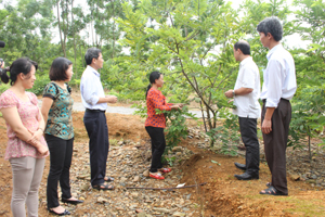 Cán bộ Trung tâm Khuyến khích phát triển kinh tế TPHB thăm mô hình trồng na dai của gia đình anh Nguyễn Văn Thuyết tại xóm Mỵ, xã Yên Mông.