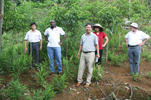 Ngài Garvan McCann, Phó Đại sứ quán Ai Len tại Việt Nam cùng đoàn công tác của Ngân hàng Thế giới thăm mô hình trồng gừng tại xã Đồng Chum (Đà Bắc).