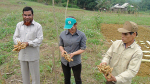 Hộ dân xã Ba Khan (Mai Châu) lựa chọn gừng làm giống cho vụ trồng mới trong vùng trồng liên kết thị trường.

