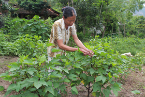 Năm nay, xã Bắc Sơn mở rộng trồng 32 ha cây bụt giấm. Ảnh: Nông dân xóm Hồi, xã Bắc Sơn thu hoạch hoa bụt giấm.