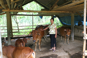 Gia đình chị Nguyễn Thị Lợi, xóm Ké duy trì đàn bò 7 con góp phần tăng thu nhập, ổn định cuộc sống. 

