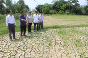 50% diện tích lúa đã cấy và gieo sạ ở xã Ngọc Lương (Yên Thuỷ) đang bị khô hạn nặng và chết cháy.
