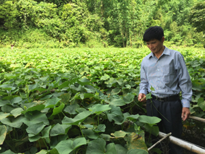 Nhiều hộ dân xã Quyết Chiến (Tân Lạc) trồng rau su su cho hiệu quả kinh tế cao.