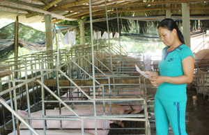 Chị Bùi Thị Thương, xóm Khoang, xã Phúc Tuy (Lạc Sơn) luôn ghi chép tỉ mỉ các thông số của từng con lợn để tiện theo dõi và chăm sóc.

