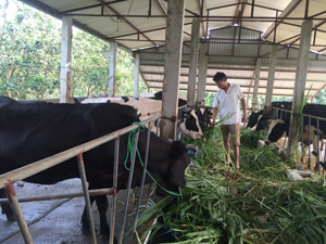 Gia đình anh Nguyễn Văn Dụng, thôn Đồng Sẽ, xã Nhuận Trạch (Lương Sơn) có 10 con bò sữa, trung bình mỗi năm thu gần 90 triệu đồng từ bán sữa.
